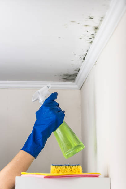 Best Mold Testing and Inspection Services in Montour Falls, NY