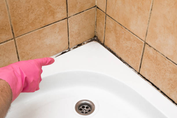 Best Crawl Space Mold Remediation in Montour Falls, NY
